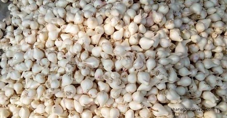 চাষি বাজারে দৈনিক আড়াই কোটি টাকার রসুন বিক্রি | সারা সপ্তাহের খবর