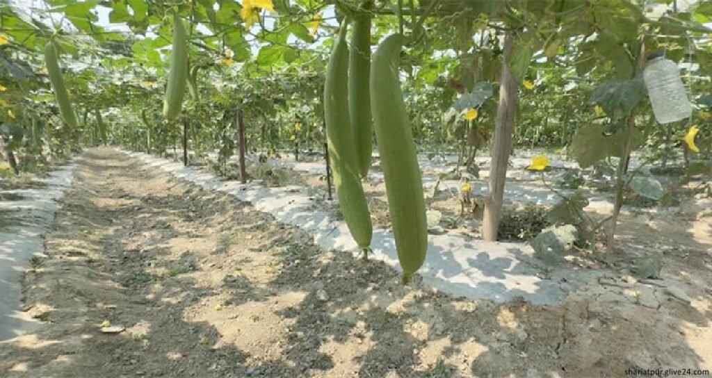 জাজিরার সবজি রপ্তানির মধ্য দিয়ে কৃষি অর্থনীতিতে লেগেছে নতুন হাওয়া