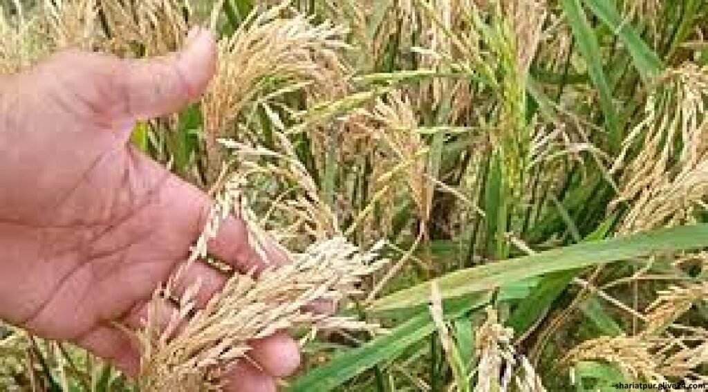 শরীয়তপুরে অধিকাংশ ধানে চিটা কৃষকরা হতাশ