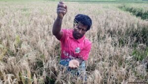 শরীয়তপুরে অধিকাংশ ধানে চিটা কৃষকরা হতাশ