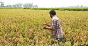 শরীয়তপুরে অধিকাংশ ধানে চিটা কৃষকরা হতাশ