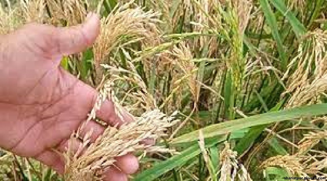 শরীয়তপুরে অধিকাংশ ধানে চিটা কৃষকরা হতাশ