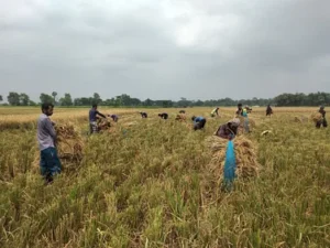 শরীয়তপুরে অধিকাংশ ধানে চিটা কৃষকরা হতাশ