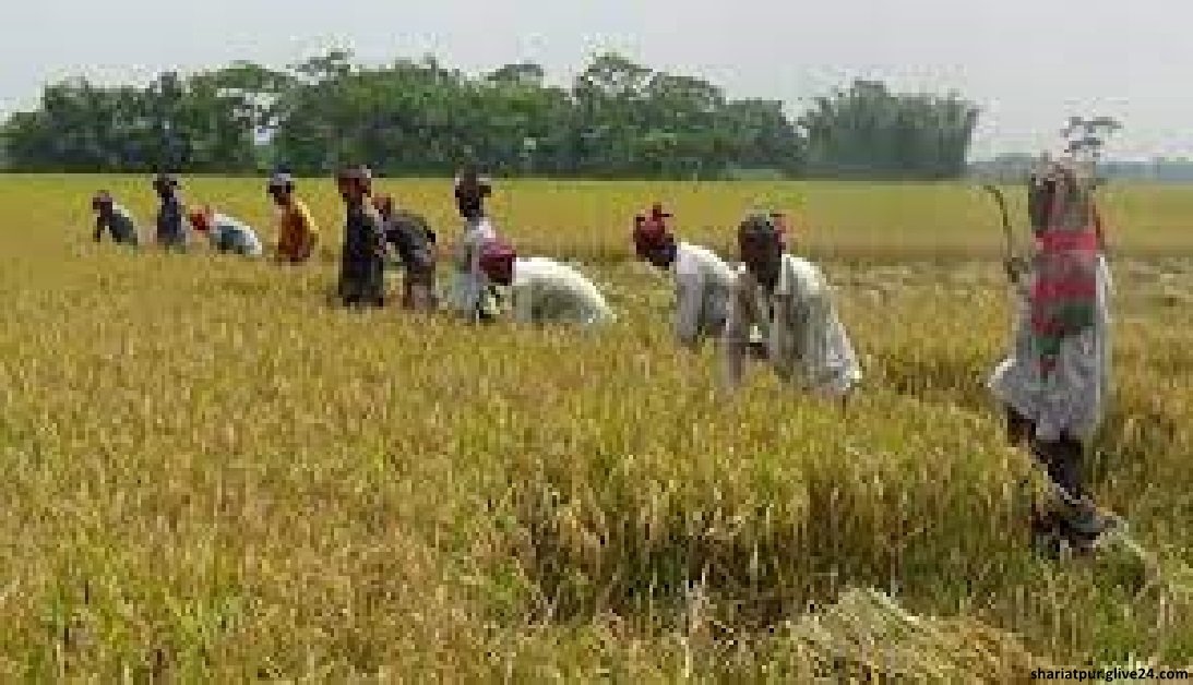 শরীয়তপুরে ৮০ শতাংশ বোরো ধান কৃষকের গোলায় উঠেছে