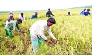 শরীয়তপুরে ৮০ শতাংশ বোরো ধান কৃষকের গোলায় উঠেছে