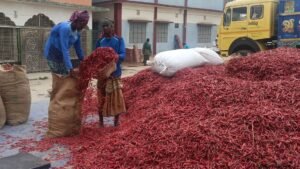 সপ্তাহে ১০ কোটি টাকার মরিচ বিক্রি হয় মোল্লার হাটে