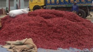সপ্তাহে ১০ কোটি টাকার মরিচ বিক্রি হয় মোল্লার হাটে