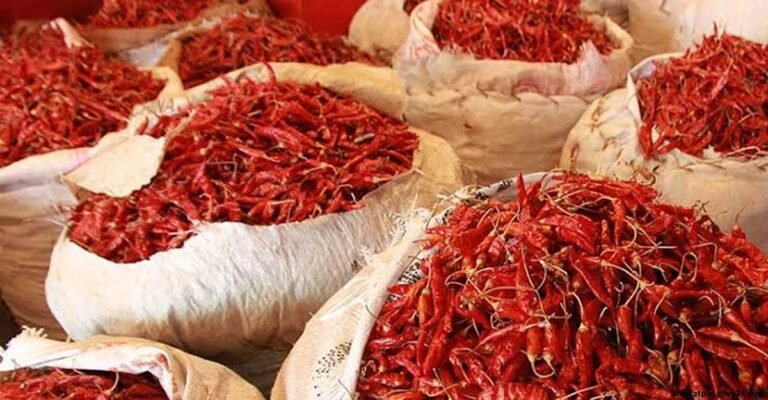সপ্তাহে ১০ কোটি টাকার মরিচ বিক্রি হয় মোল্লার হাটে